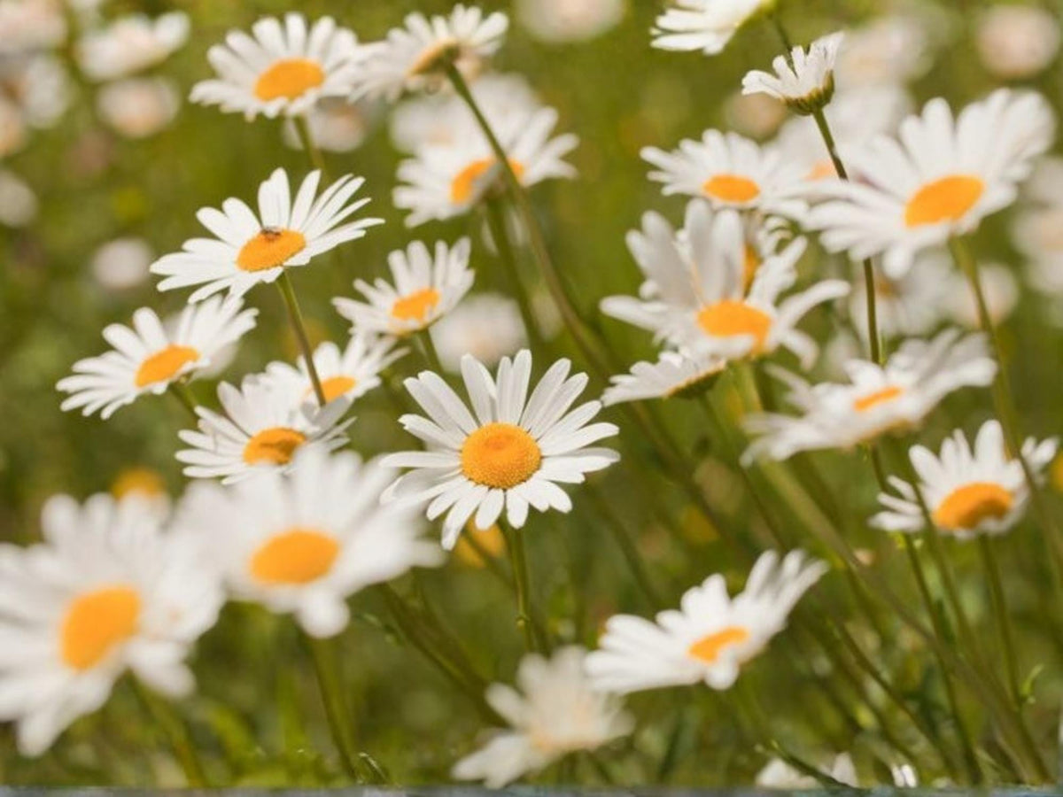 100 Oxeye Daisy Seeds Leucanthemum vulgare Wildflower Pollinator Cottage Garden