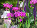 100 Catchfly Seeds Silene armeria Wildflower for Pollinator Cottage Garden