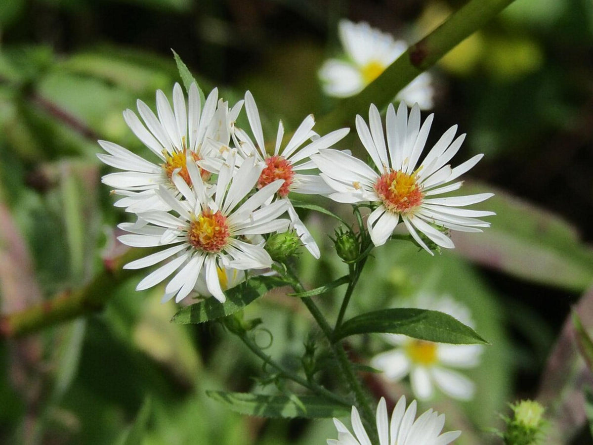 100 Seeds Heath Aster Symphyotrichum pilosum Wildflower Pollinator Garden