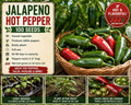 Jalapeno Hot Pepper Seeds – Capsicum annuum, 100 Pack for Vegetable Garden, Full Sun, Green to Red Peppers