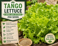 Tango Lettuce Seeds – Loose Leaf Green Salad Greens Lactuca sativa, 250 Seeds for Home Garden, Cool Weather, Frost Tolerant