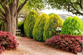 30 Seeds Golden Oriental Arborvitae Platycladus orientalis Evergreen Ornamental Tree