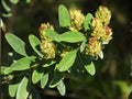 30 Seeds Roundhead Bush Clover Lespedeza capitata Native Prairie Wildflower Pollinator Meadow