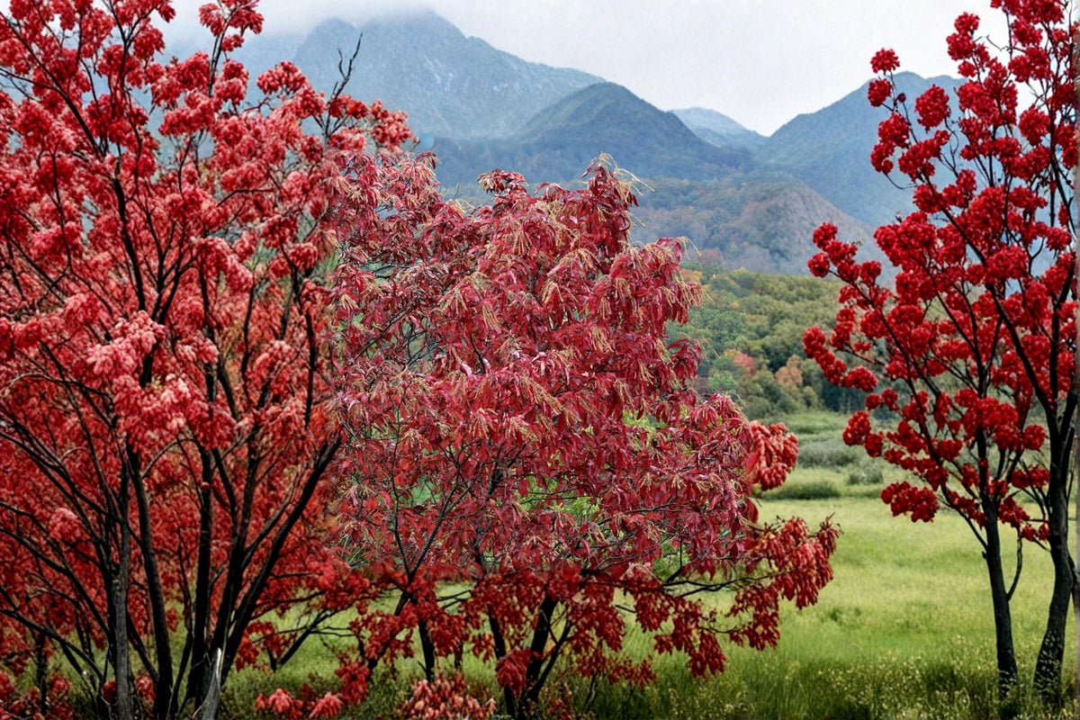 1 Live Plant Sourwood Tree Oxydendrum arboreum Ornamental Flowering Native Tree