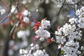 10 Seeds White Flowering Cherry Prunus serrulata Ornamental Tree