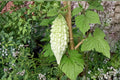 Bitter Gourd Seeds, Momordica charantia, Climbing Vine, Vegetable Seeds, Garden Plant, Edible Fruit, Outdoor Growing