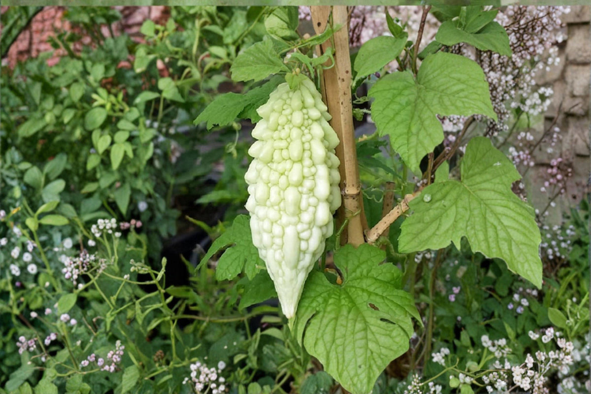 20 Seeds Bitter Gourd Momordica charantia Bitter Melon Heirloom Vine Vegetable