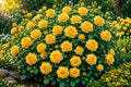 20pcs Yellow Climbing Rose Seeds - Non-GMO Heirloom Rosa 'Climbing Yellow' for Garden Trellises & Fences