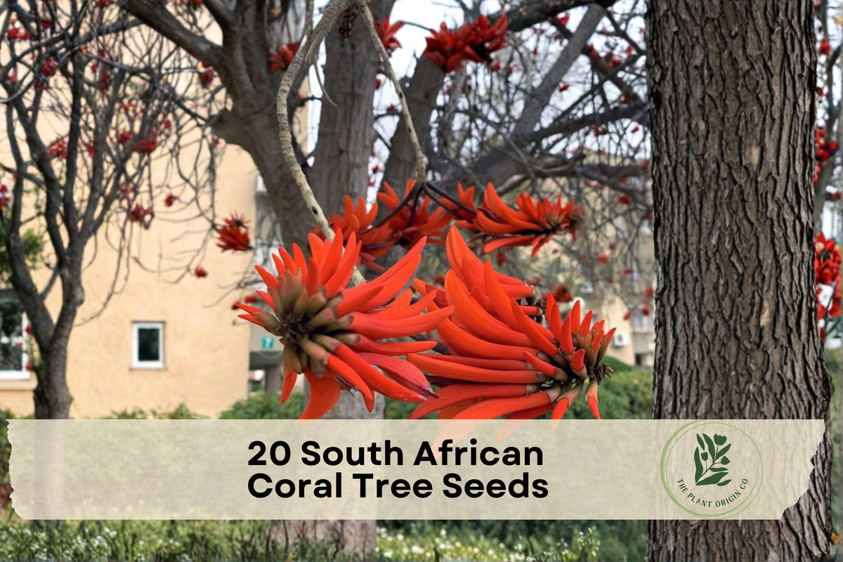 South African Coral Tree Seeds | Erythrina caffra | Ornamental Flowering Tree with Coral Red Flowers | 20 Seeds