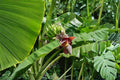 5 Seeds Darjeeling Banana Musa sikkimensis Hardy Banana Ornamental Tropical Foliage