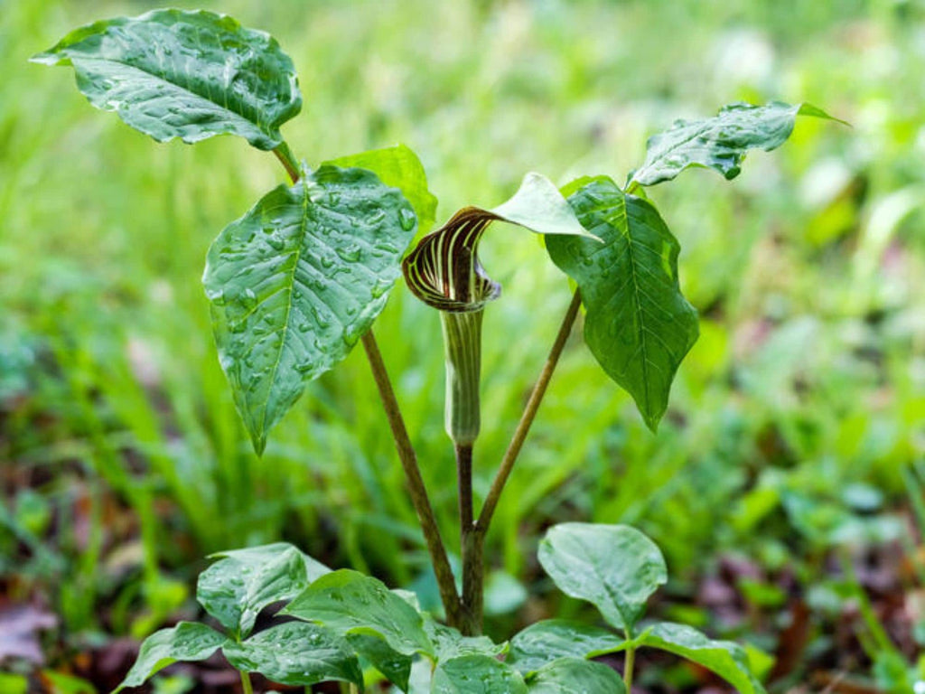 5 Jack-in-the-pulpit Seeds Arisaema triphyllum Wildflower Woodland Shade Garden