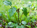 5 Jack-in-the-pulpit Seeds Arisaema triphyllum Wildflower Woodland Shade Garden