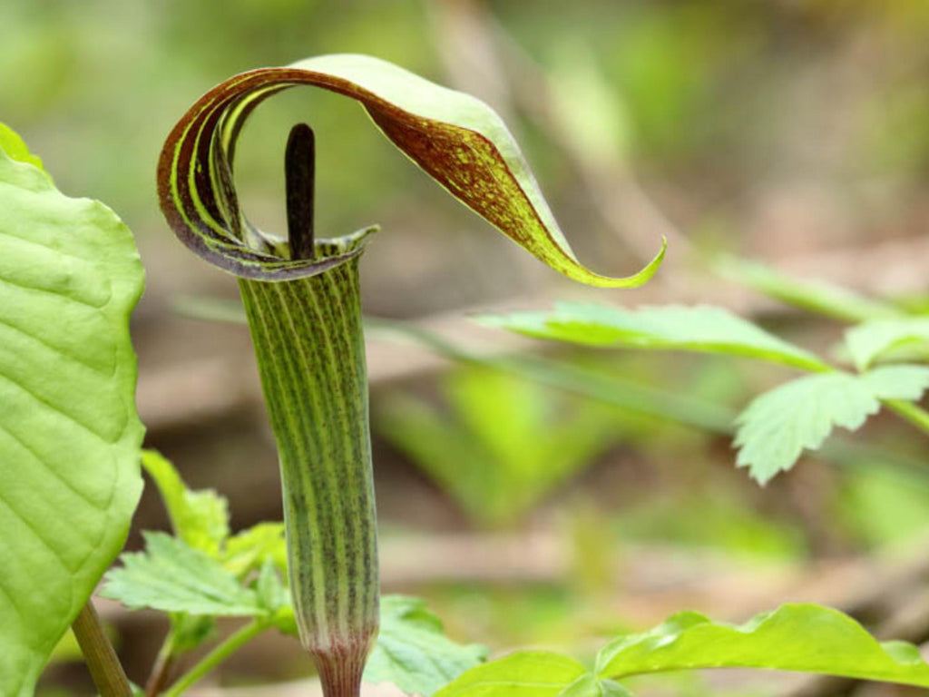 5 Jack-in-the-pulpit Seeds Arisaema triphyllum Wildflower Woodland Shade Garden