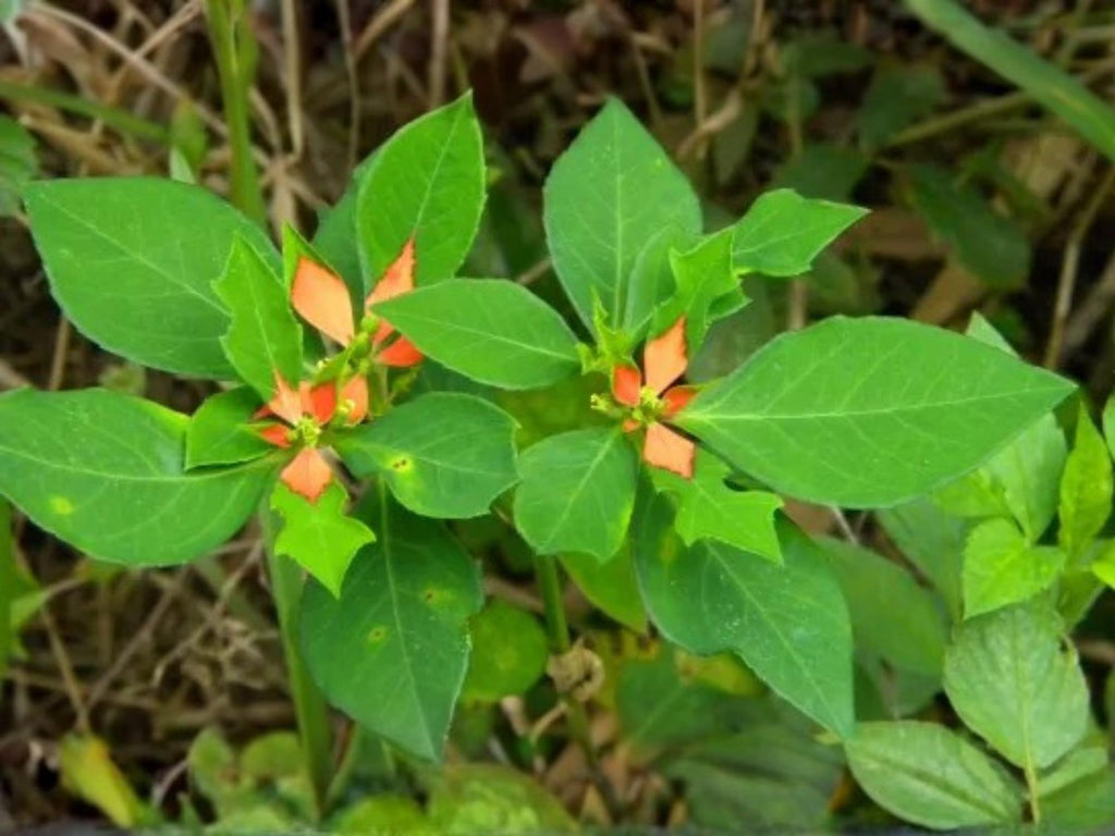 10 Euphorbia Cyathophora Seeds Fire on the Mountain Wildflower Seeds
