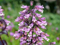 100 Calico Beardtongue Seeds Penstemon calycosus Wildflower Pollinator Garden
