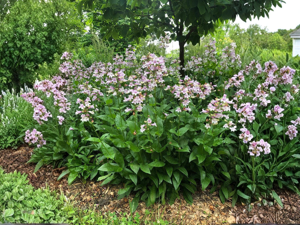 100 Calico Beardtongue Seeds Penstemon calycosus Wildflower Pollinator Garden