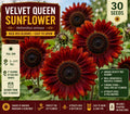 Velvet Queen Sunflower Seeds – 30 Red Bloom Helianthus annuus for Garden, Cut Flowers, Pollinator Gardens