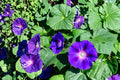 Heavenly Blue Morning Glory Seeds – Ipomoea purpurea Vine with Sky Blue Flowers, Fast-Growing Annual Climber, 55 Seeds
