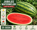 Jubilee Watermelon Seeds – Open Pollinated, Citrullus lanatus, Heirloom Fruit Vegetable, Red Flesh, Large Oblong Fruits, 25 Seeds