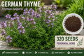 German Thyme Seeds – Thymus vulgaris Perennial Herb with Pale Purple Flowers, Aromatic Foliage, 320 Seeds