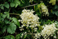 50 Seeds Ocean Spray Holodiscus discolor Ornamental Native Shrub