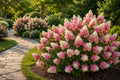 50 Panicle Hydrangea Seeds - Two-Tone Pink White Flowers - Hydrangea paniculata for Landscaping and Garden