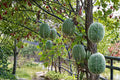 10 Seeds Shark Fin Melon Cucurbita ficifolia Heirloom Vine
