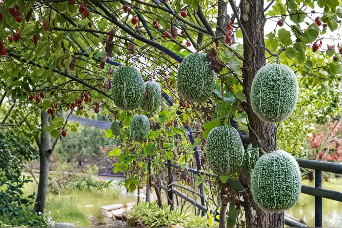 10 Seeds Shark Fin Melon Cucurbita ficifolia Heirloom Vine