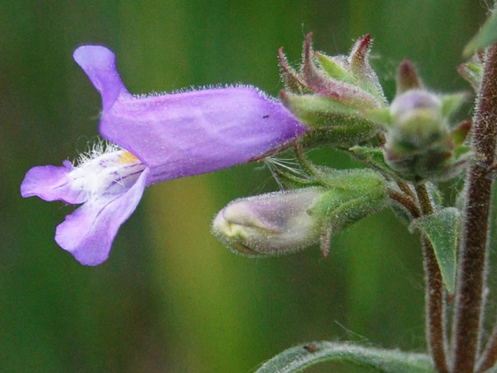 100 Seeds Slender Beardtongue Penstemon gracilis Wildflower Pollinator Cottage Garden
