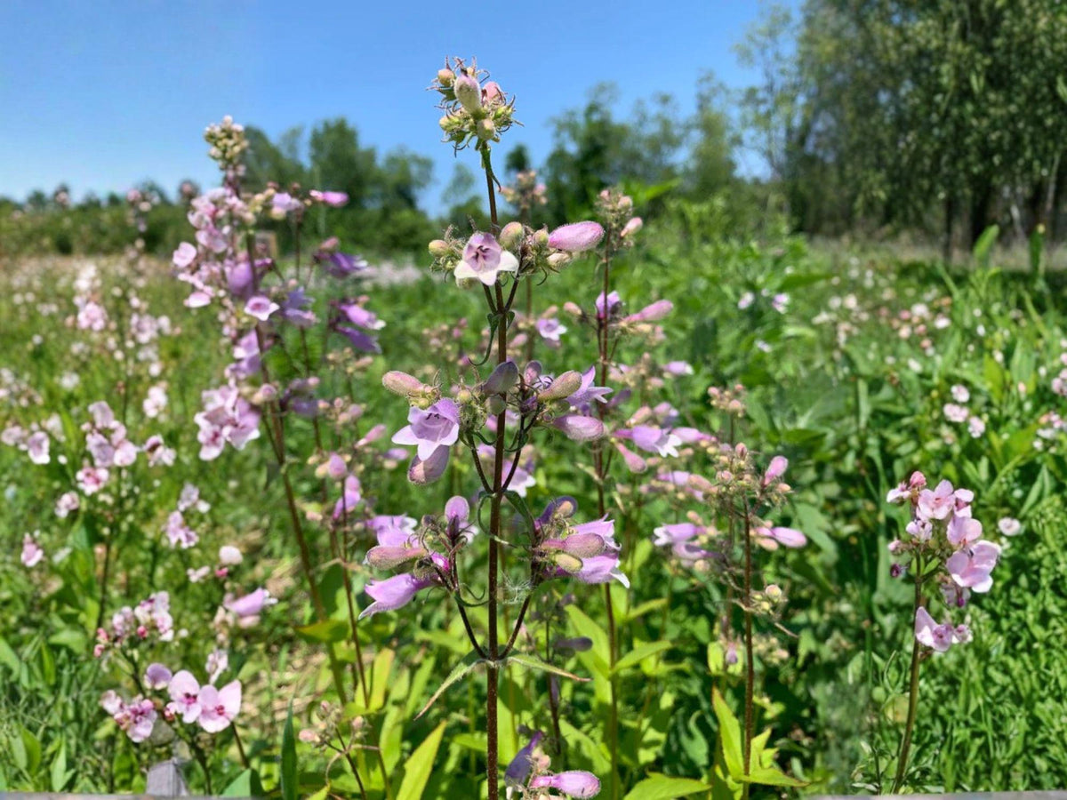 100 Hairy Beardtongue Seeds Penstemon hirsutus Wildflower Pollinator Garden