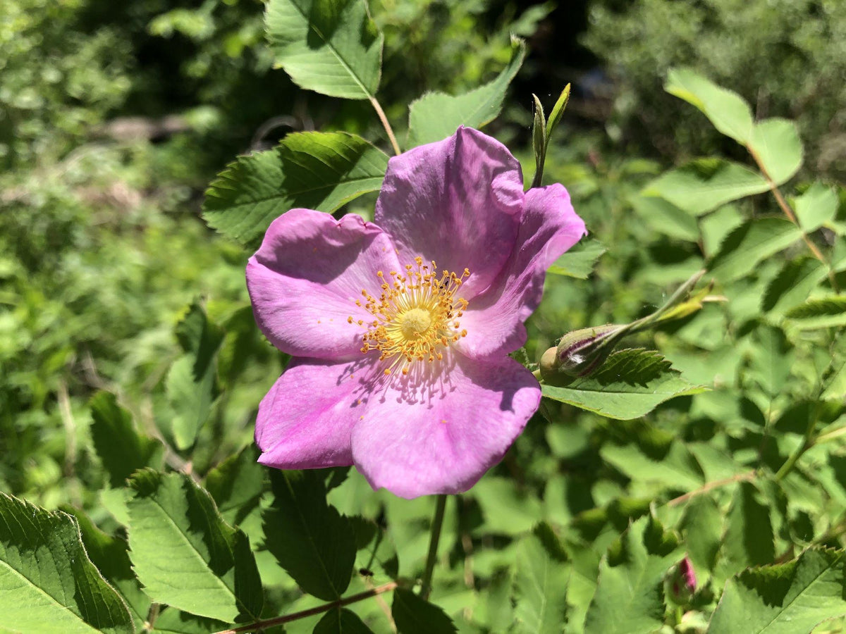15 Seeds Prairie Wild Rose Rosa arkansana Shrub Flower Seeds for Landscape and Bonsai