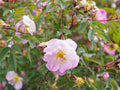 30 Seeds Swamp Rose Rosa palustris Wetland Wildflower