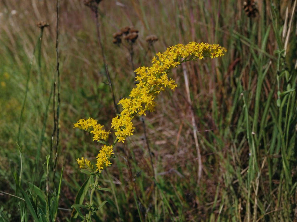 100 Old Field Goldenrod Seeds Solidago nemoralis Wildflower Pollinator Garden