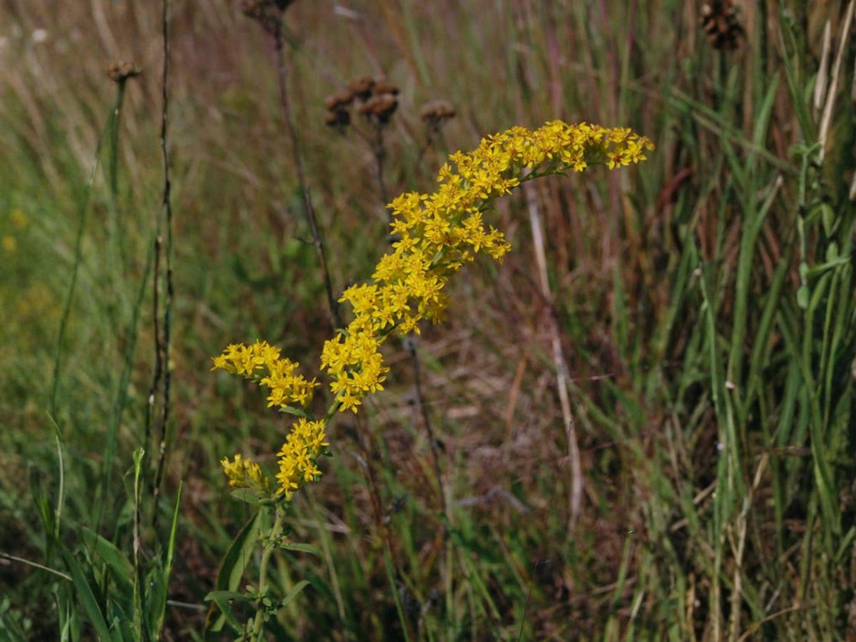 100 Old Field Goldenrod Seeds Solidago nemoralis Wildflower Pollinator Garden