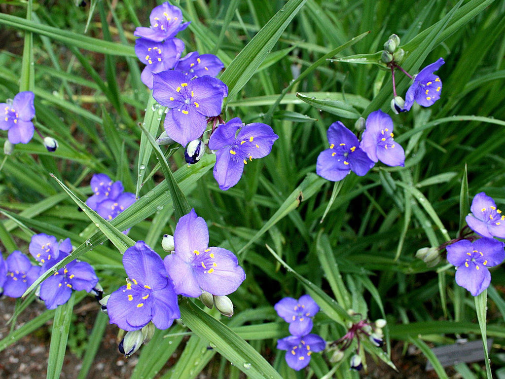 25 Seeds Tradescantia occidentalis Western Spiderwort Native Wildflower Prairie Cottage Garden