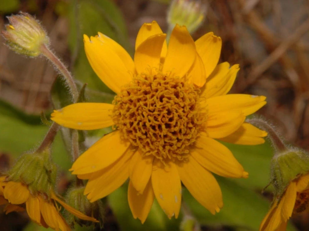 100 Seeds Meadow Arnica Arnica chamissonis Wildflower Pollinator Cottage Garden
