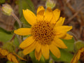 100 Seeds Meadow Arnica Arnica chamissonis Wildflower Pollinator Cottage Garden