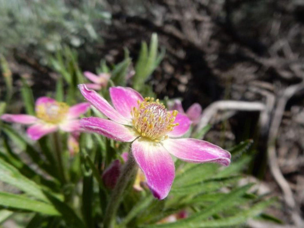 100 Seeds Anemone multifida Windflower Cutleaf Anemone Hardy Wildflower