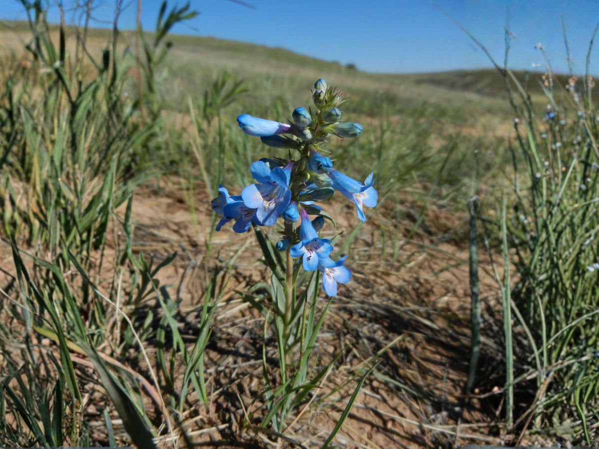 50 Seeds Pagoda Penstemon Penstemon angustifolius Wildflower