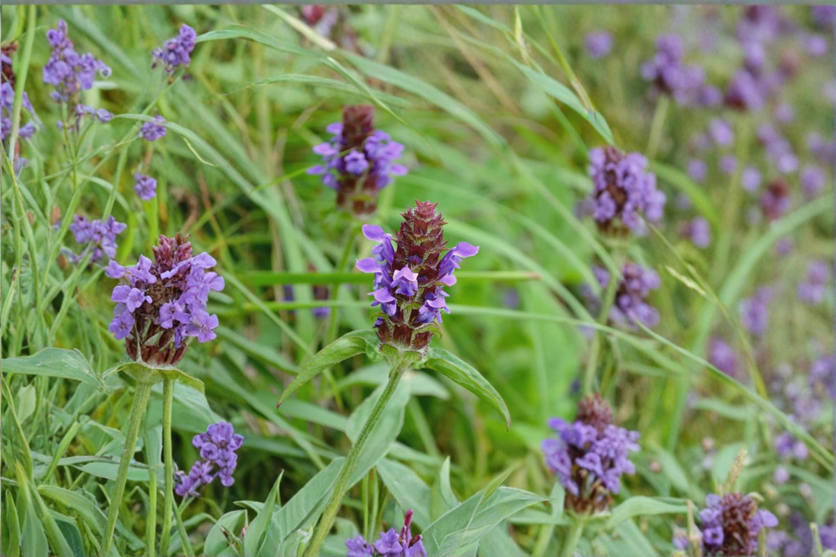 50 Seeds Self Heal Prunella vulgaris Hardy Perennial Groundcover Flower