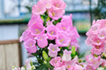 50 Seeds Pink Bellflower Campanula medium Ornamental Flower