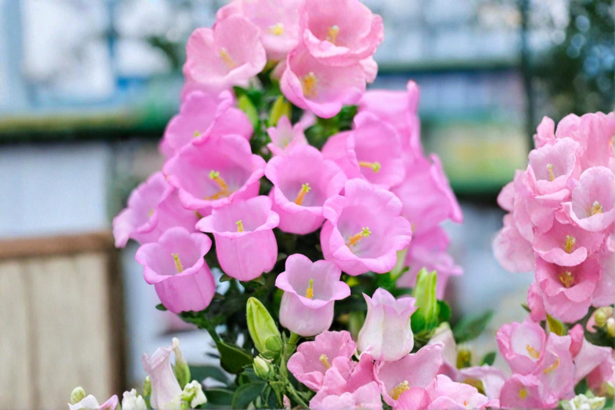 50 Seeds Pink Bellflower Campanula medium Ornamental Flower