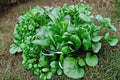 200 Seeds Space Hybrid Spinach Spinacia oleracea Fast Growing Cool Season Garden Greens