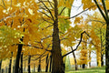 Shagbark Hickory Seedlings – 3 Live Carya ovata Trees for Native Shade, Hardwood, Deciduous, Garden & Reforestation