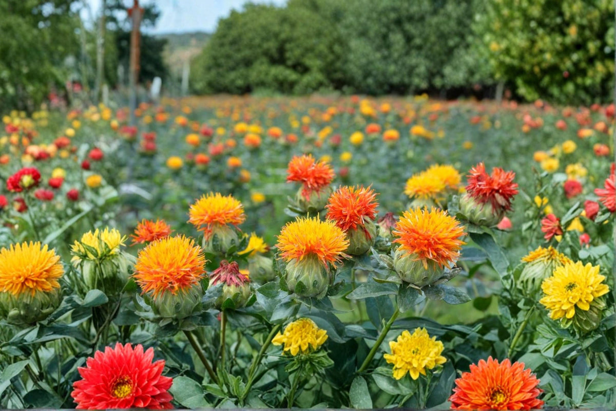 Zanzibar Safflower Seeds – Mixed Color Carthamus tinctorius Flowering Annual for Gardens & Bouquets