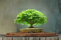 Japanese Maple Bonsai Tree Seeds – Acer palmatum, 30+ Seeds for Bonsai & Ornamental Landscaping