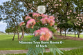Mimosa Tree Bare Roots 6–12 Inches | Albizia julibrissin Pink Flowers & Fern-Like Foliage | Live Seedlings for Landscaping