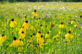 Prairie Coneflower Seeds 300 Pack – Ratibida columnaris Yellow Perennial Wildflower for Pollinator Gardens and Natural Landscapes