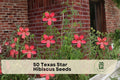 Texas Star Hibiscus Seeds – 50 Premium Scarlet Flowers for Gardens, Pollinator Attractant, Hibiscus coccineus, Perennial Plant