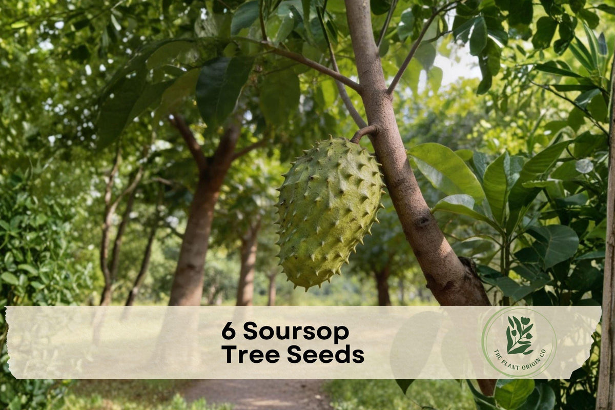 6 Soursop Tree Seeds - Annona muricata Tropical Fruit Tree for Garden & Container Growing